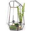 Irregular Transparent Geometric Terrarium Box Crop Planting