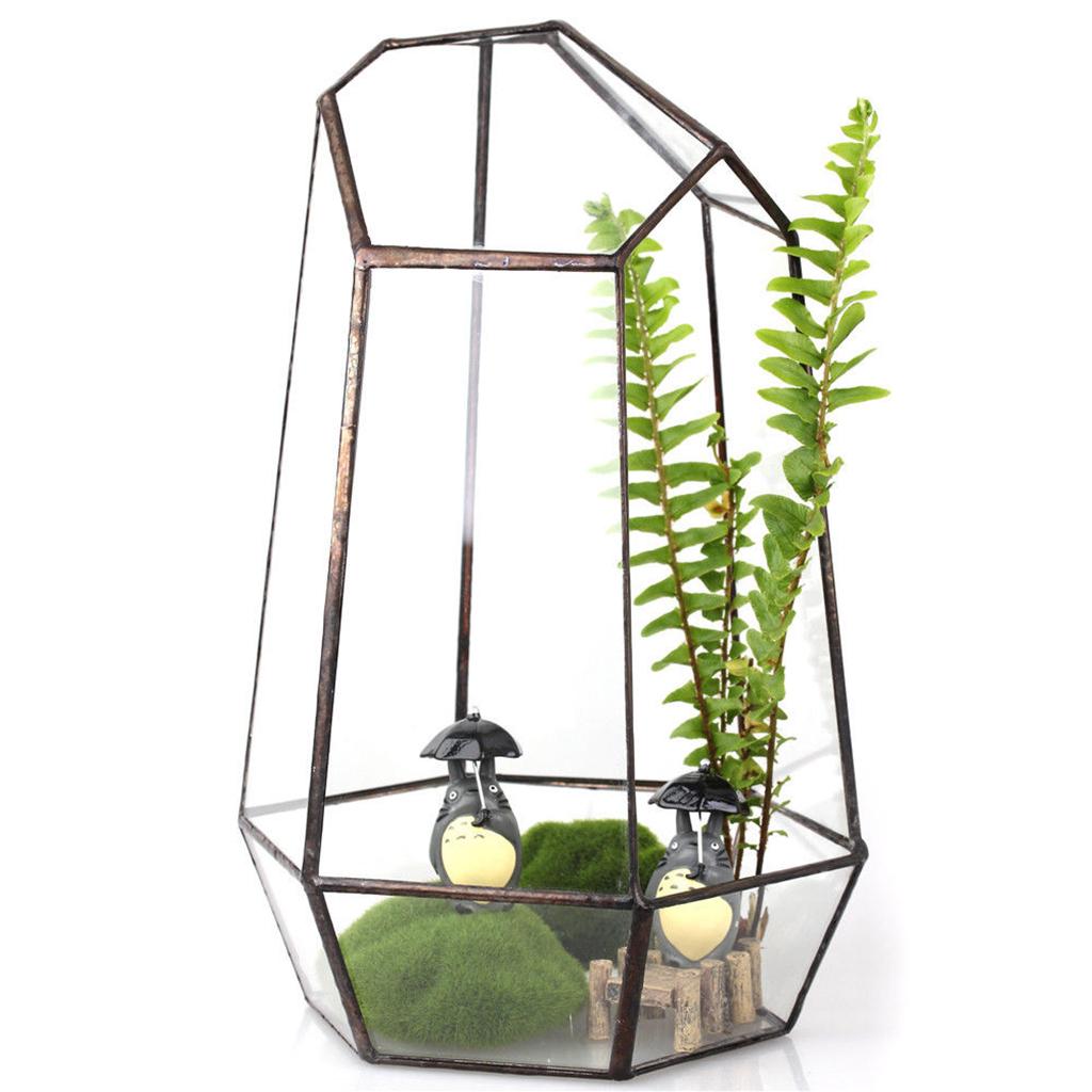 Irregular Transparent Geometric Terrarium Box Crop Planting