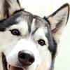 Funny Dog Peeking Out Window Clings Cute Animal Reusable Window Decals Double Sided Static
