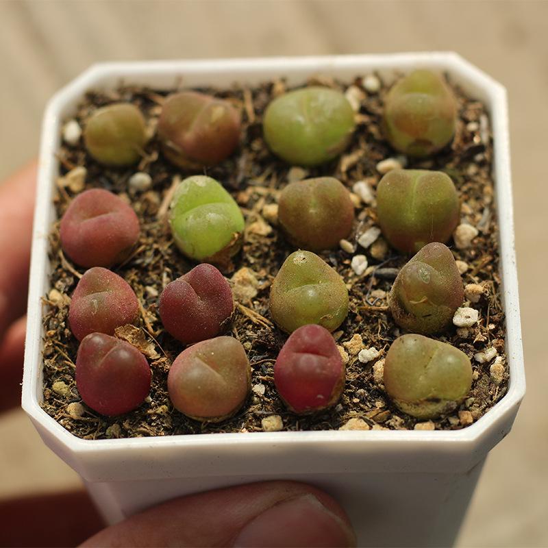 Rare Lithops Succulent Pot: Diverse Colors & Varieties