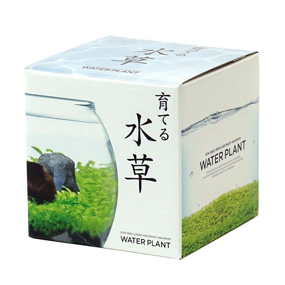 

Seishin Pottery Growing Aquatic Plants S Approx. 12.6x12x11.6cm GD-812