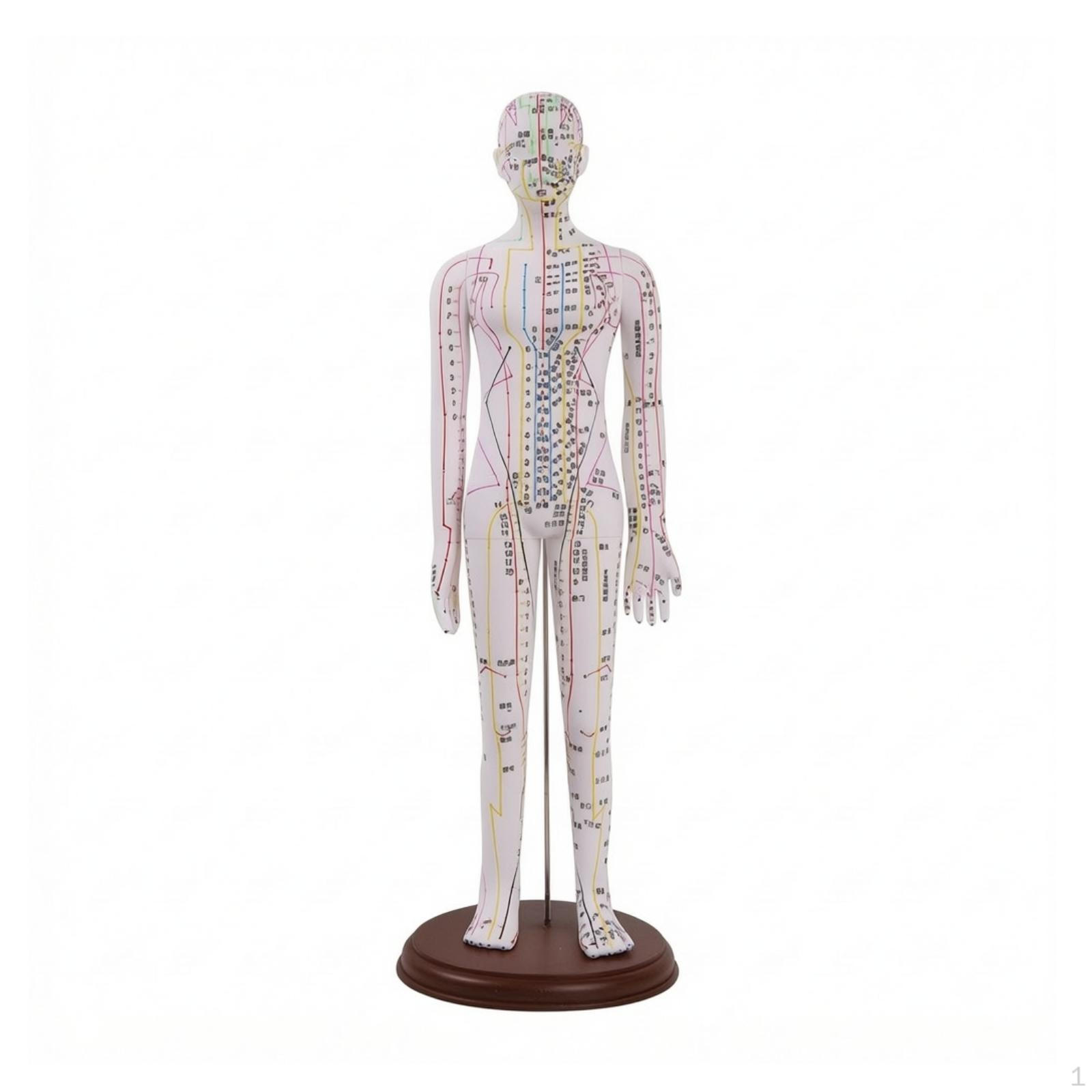 Human Meridian Model Professional Therapeutic Needling