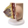 Breast Feeding Model for Nursing Training Teaching Aid Classroom Props