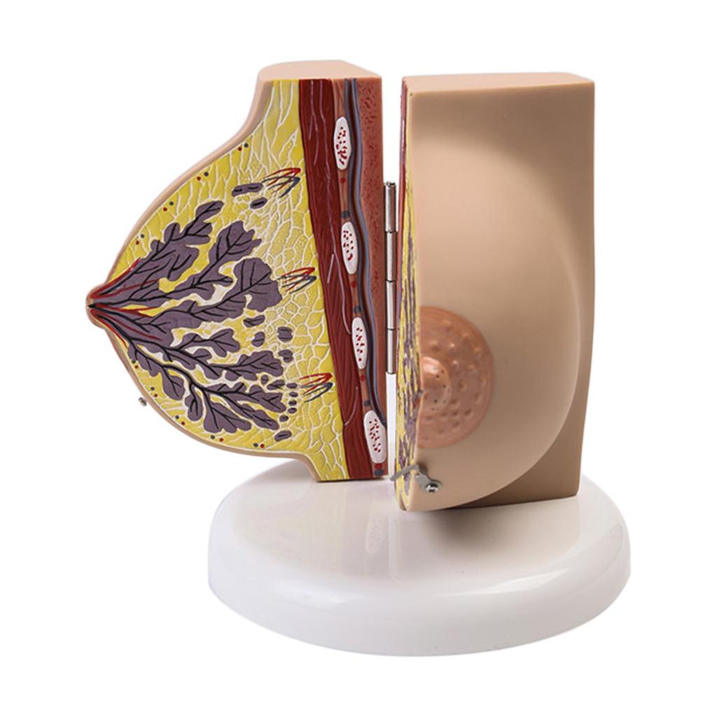 Breast Feeding Model for Nursing Training Teaching Aid Classroom Props