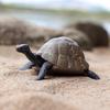 Oenux Ocean Animals  Leatherback Tortoise Turtle Growth Cycle Sea Life Model Figurines Action Figures Pvc Education Kid Toy Gift