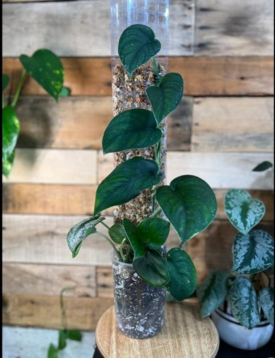 EOX 60CM Plant Support: Moss Pole Climbing Vine Bracket for Potted Plants