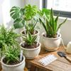 10PCS Transparent Plant Drainage Pipes Plastic Breathable Plant Aeration Tubes Prevent Root Rot Improve Drainage