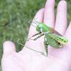 Simulation Insect Uang Cicada Cricket Frog Gardening Micro-landscape Decoration Teaching Refrigerator Stickers