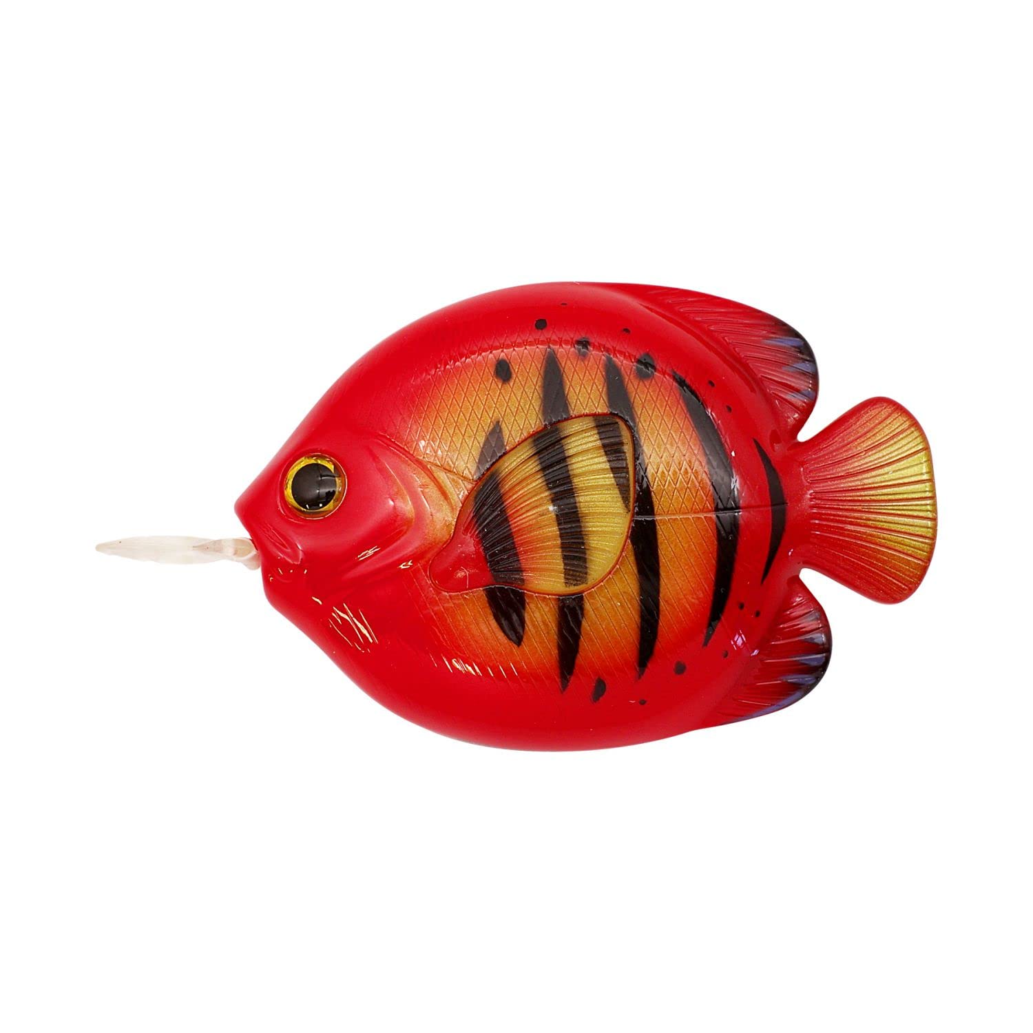 

Caps Major FISH MEASURE MEASURE FLAME ANGELFISH