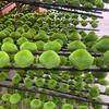 5/10PCS Fake Green Moss Stone Artificial Foam Moss Rocks Micro Landscape DIY Crafts For Home Garden Flower Pot Decoration Stone