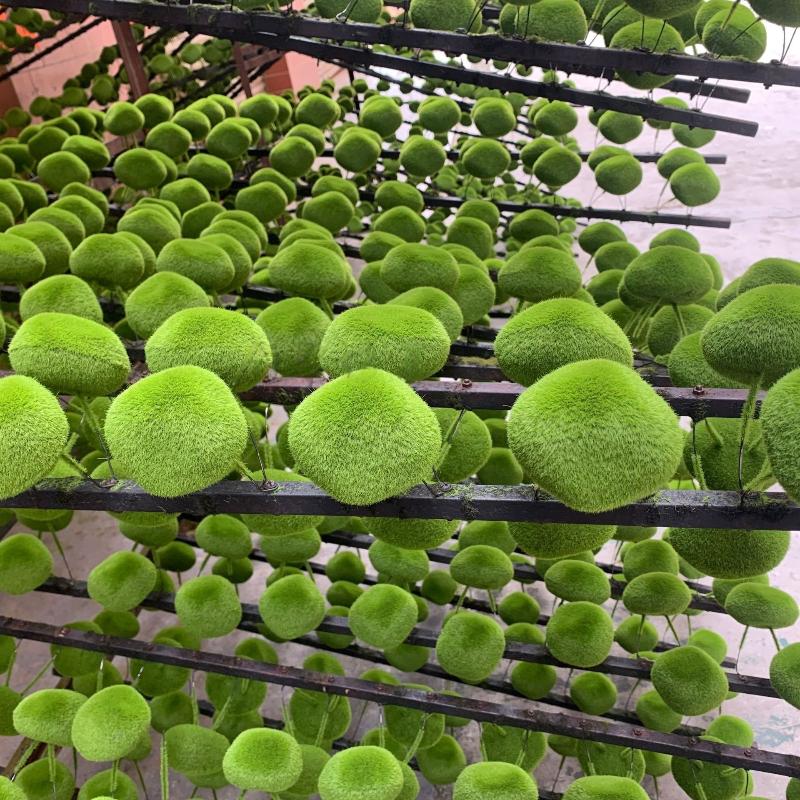 5/10PCS Fake Green Moss Stone Artificial Foam Moss Rocks Micro Landscape DIY Crafts For Home Garden Flower Pot Decoration Stone