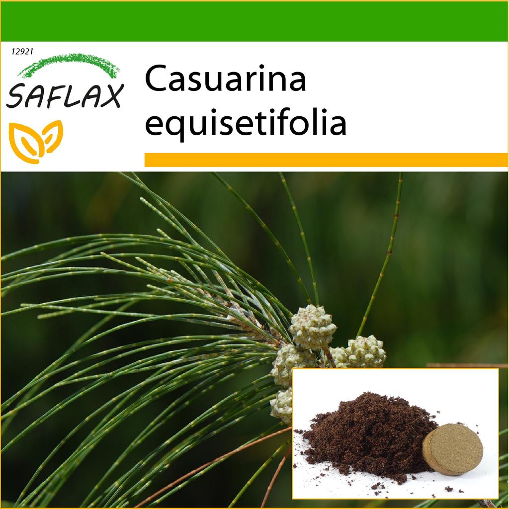 SAFLAX Horsetail Tree - 200 Seeds - With Potting Substrate for Better Cultivation - Casuarina Equisetifolia