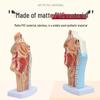 ENT Five Senses Anatomical Model of Human Nasal Cavity, Pharynx, and Mouth