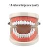 Children's Dental Teaching Aid: Tooth Brushing Toy Model