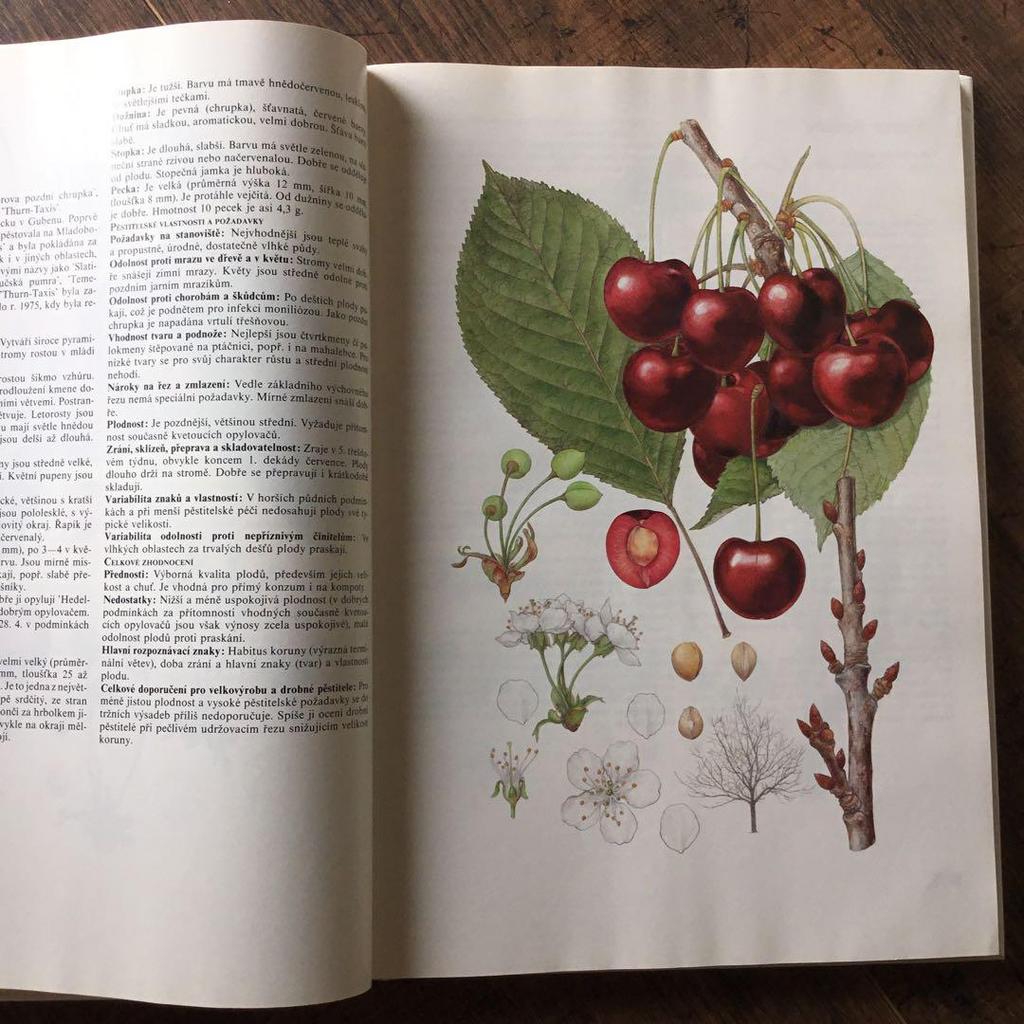 [USED] Foreign books, Czech botanical encyclopedias, vintage books, botanical art