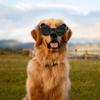 Dog Goggles for Medium Small Dog Anti-UV Waterproof Dog Sunglasses Windproof Sunproof Goggles Adjustable Pet Goggles