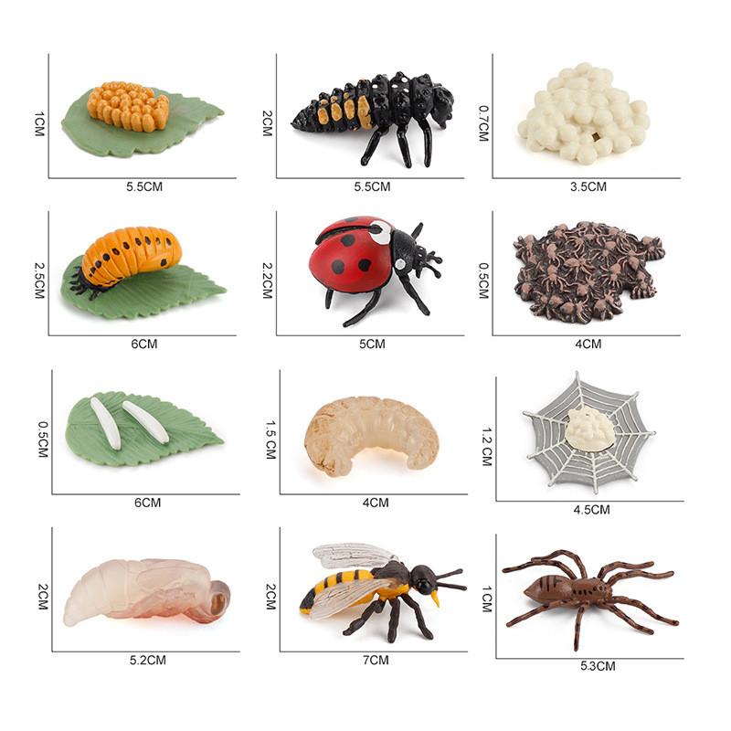 Modelo de Ciclo de Crescimento de Inseto Pvc Edição de Colecionador Exibição Educacional Para Entusiastas de Biologia