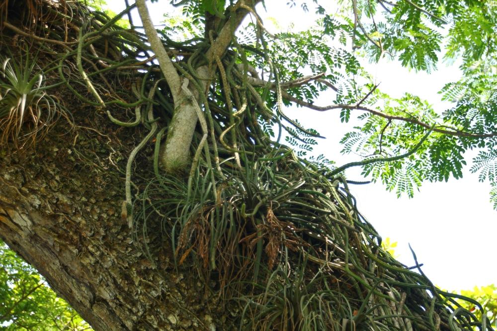 SAFLAX Queen of the Night - 40 Seeds - Selenicerus Grandiflorus