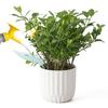 Leaf Shape Watering Funnel Watering Funnel Decorative Watering Leaf Planter Insert Plant Pot for Indoor