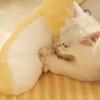 Winter Cat Bed Deep Sleep Warm Pet Cushion for Small Cats Dogs with Pillow Cat Nest Kennel Mat Pet Beds Products