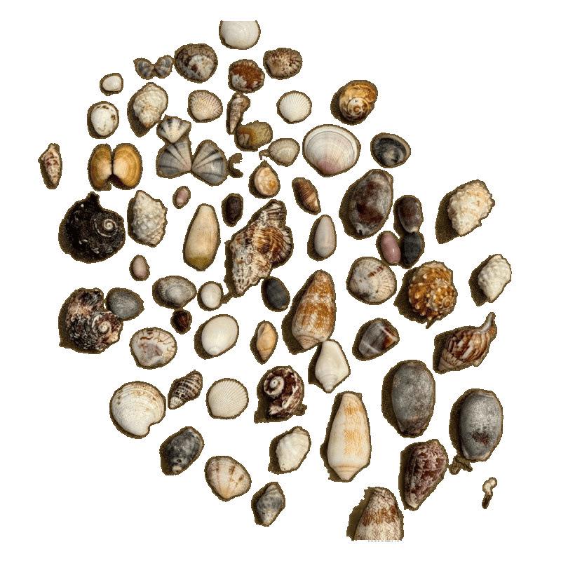 Handmade Mini Seashell Ornaments: Conch Photo Frame, Storage Box, Fish Tank Decor