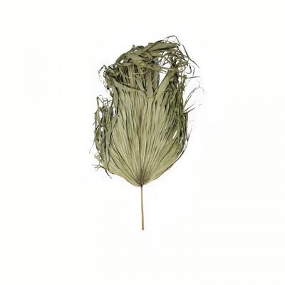 Sun Palm Dried Plant