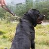 Dog leash cowhide non-slip and wear-resistant medium and large dogs lead the dog leash close in one step