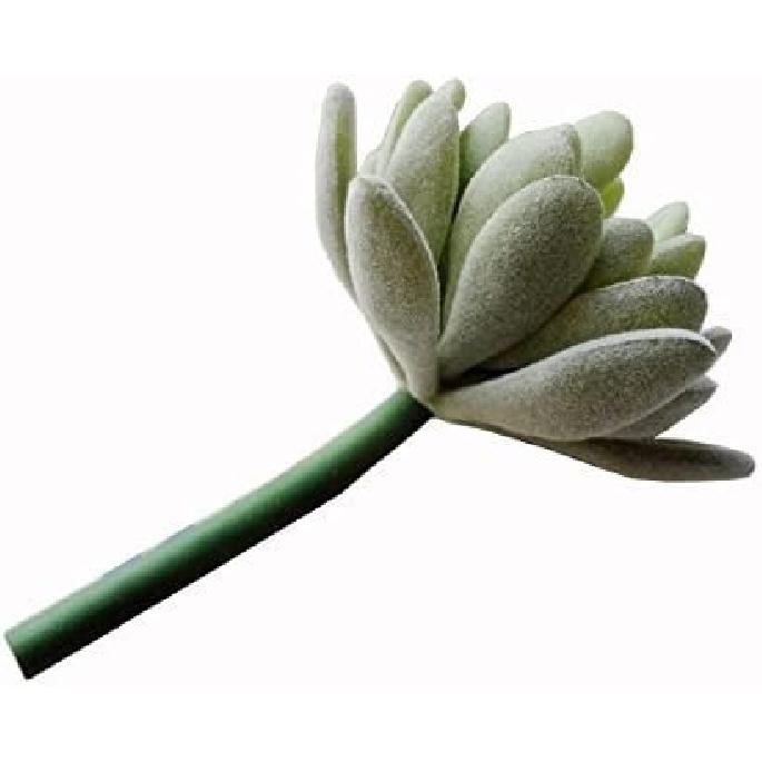 Tyoungg 4 Pack Flocked Green Artificial Succulent Cactus Plants Echeveria Unpotted Long Stem for Wreath Making Wedding Bouquet Making 3.33”Wide X