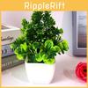 Chrysanthemum Potted Plant Decor For Tabletop Display And Giving Gift