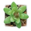 MidOcean Artigrap Graptopetalum Paraguayense Artificial Plant
