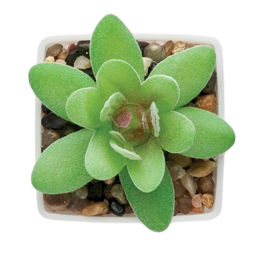 MidOcean Artigrap Graptopetalum Paraguayense Artificial Plant