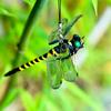 12cm Simulation Dragonfly Outdoor Mosquito Repellent Insect Model Garden Hanging Ornaments