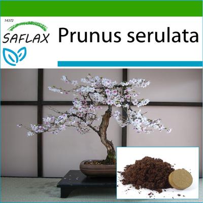 Bonsai - Wild Black Cherry - 30 Seeds - With Potting Substrate for Better Cultivation - Prunus Serulata