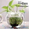 Hydroponic Glass Cylinder Vase for Pothos & Peace Lily - Transparent Water Culture Container with Free Shipping.