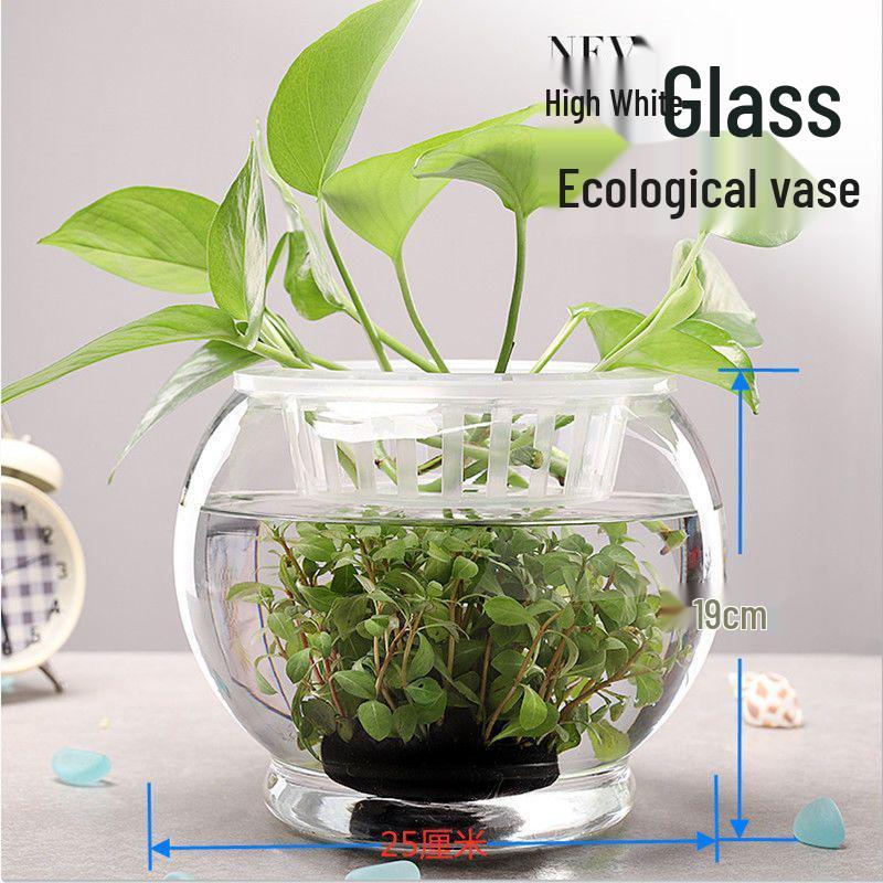 Hydroponic Glass Cylinder Vase for Pothos & Peace Lily - Transparent Water Culture Container with Free Shipping.