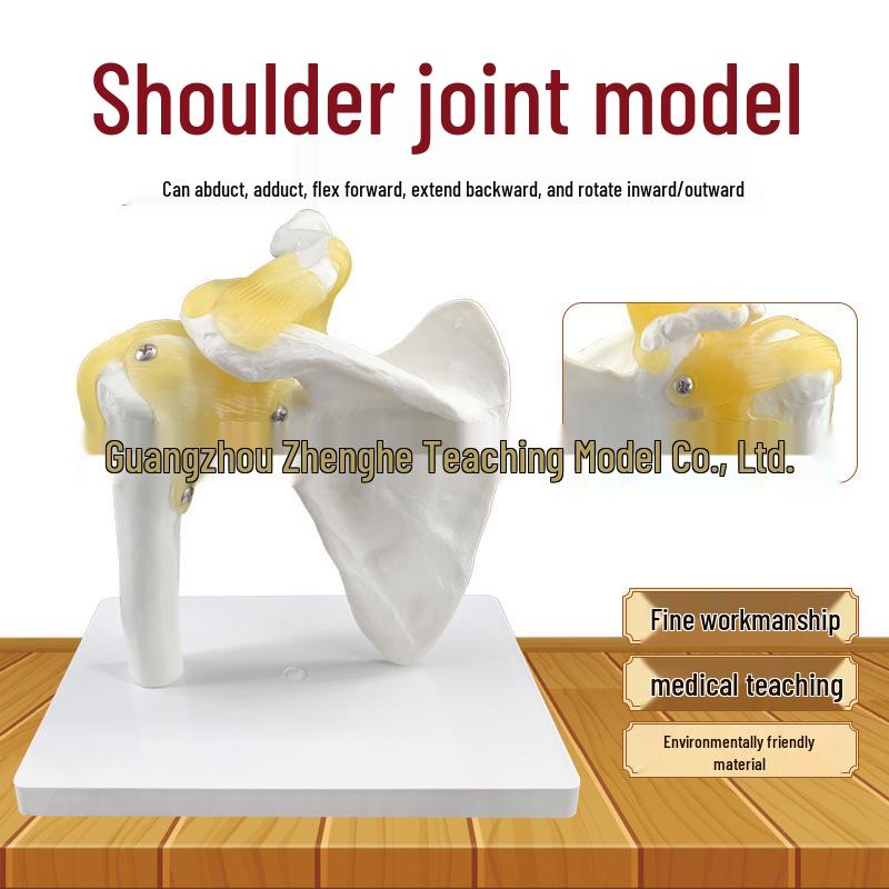 Human Shoulder Joint Model with Ligaments and Scapula for Teaching Life-size