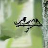 Four Birds On Branch Steel Silhouette Metal Wall Art for Home, Garden, Yard, and Patio. Perfect Outdoor Statue Stake Decoration