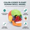 Half Size Anatomy Skull Model 15 Parts Detachable Skull Model  Educational Study