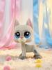 Pet Shop # 16881, lps toys, Shorthair cat, gift for girl (With packing bag)