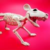Halloweenský ornament kostry myši Strašidelná realistická kost kostry zvířete pro slavnostní dekoraci