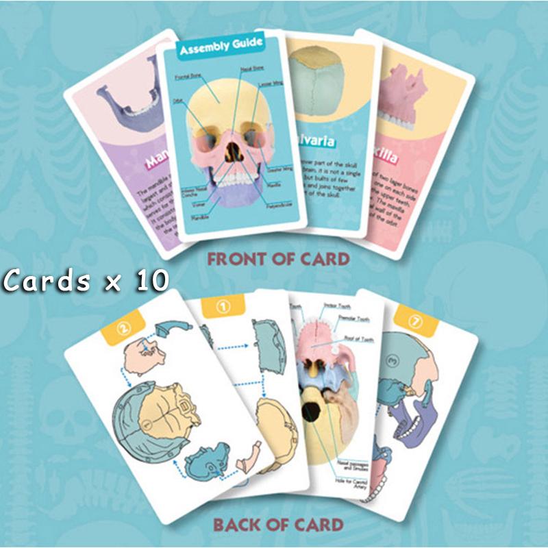 Giocattoli Educativi Anatomia del Cranio per Bambini Modello Anatomico degli Organi del Corpo Umano Specimen Cavità Orale Ausili Didattici Montessori