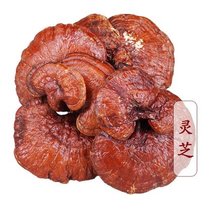 Ganoderma Lucidum di Alta Qualità 500g Origine Jilin Tè Erboristico Naturale Integratore Alimentare