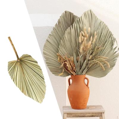 Feuilles de Palmier Séchées Vrais Éventails Bohèmes Tropicaux pour Mariage Cuisine