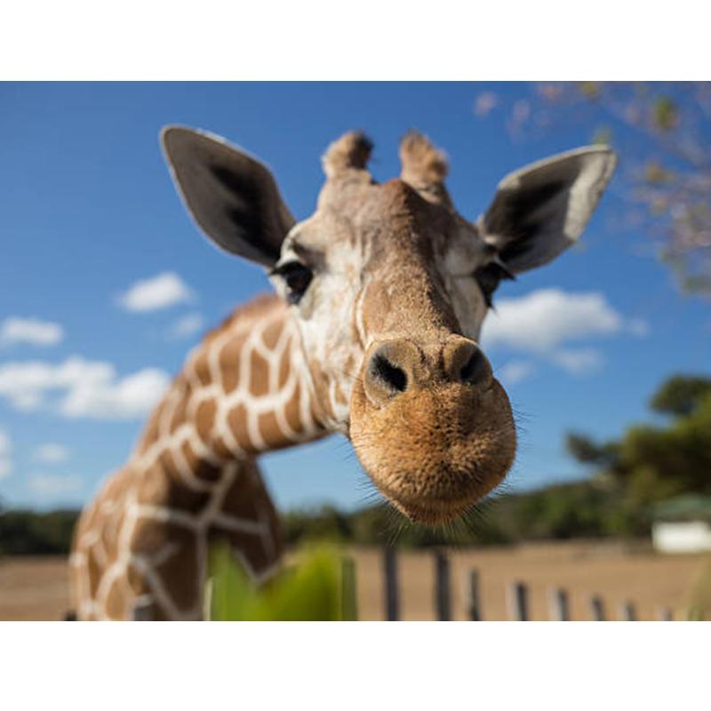 DIY 5D Diamond Painting Cross Stitch Kits Full Round Resin Rhinestone Mosaic Daimond Embroidery Animals Giraffe Home Decoration