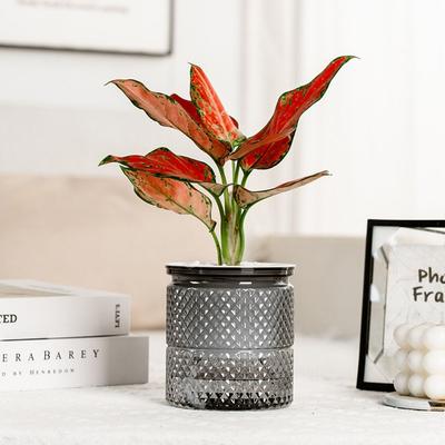 Simple Style Hydroponic Flowerpot Imitation Glass Green Plant Flowerpot Aquatic Plant Containers