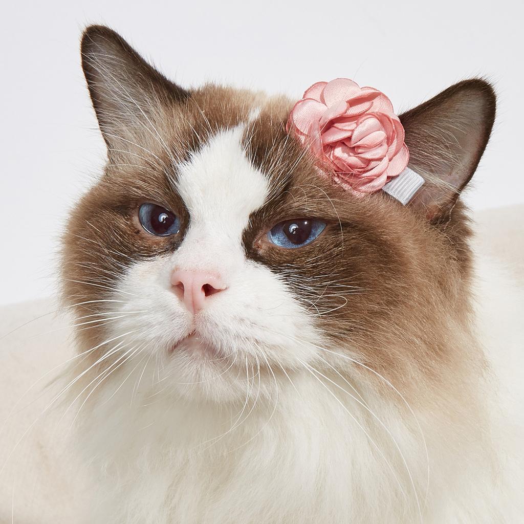Small Dog Hair Clips Varies Patterns Fashionable Cute Safe Portable Cat Grooming Hair Clips for Dog