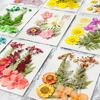 10 pezzi di fiori secchi pressati, fiori secchi veri e piatti, fiori secchi colorati naturali per fai da te, scrapbooking, decorazione del viso