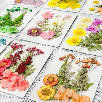 10 Pcs Pressed Dried Flowers Flat Real Dried Blooms All-Natural Colored Dried Flowers for DIY Crafts Scrapbooking Face Decoration