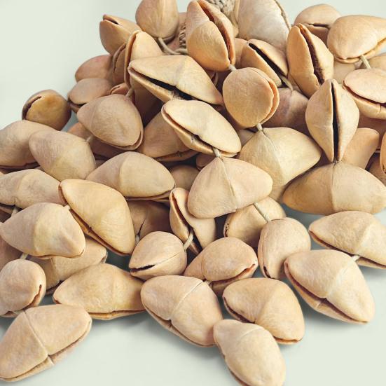 Cacho Seeds Rattle Bracelet Anklet African Shaker Nut Shell Bracelet Natural Percussion Musical Instruments