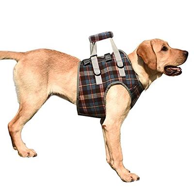 Hunde – Hundehalsbänder & Leinen